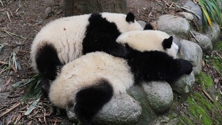【大熊猫和花】贴贴我的臭弟弟，抱着臭弟弟一起睡觉觉