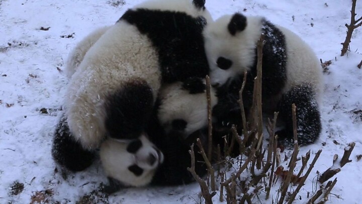 Films|Panda Babies Fighting