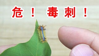 有毒的毛毛虫“洋辣子”！蜇一下会很疼吗？