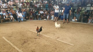 Rabino GameBirds, First fight @ 2 Stag/Cock Derby Maniki Kapalong Gallera, WIN