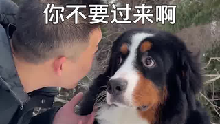 伯恩山犬这狗肯定不能看家