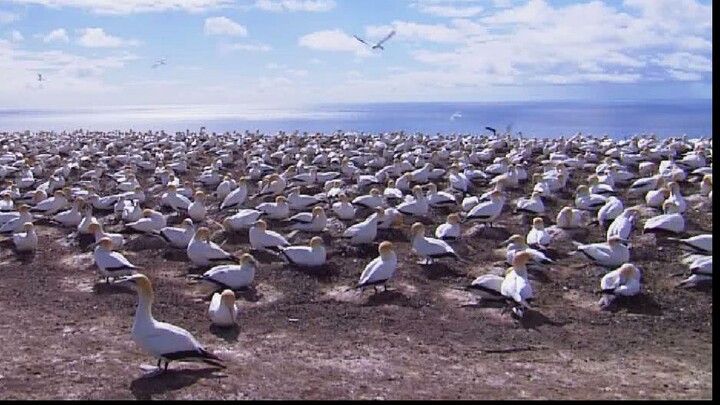 Wild life . test video #short