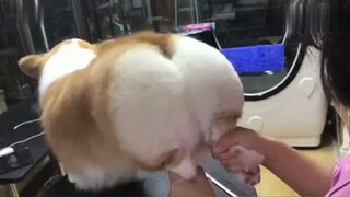 apa yang akan terjadi jika Anda mencengkeram kaki belakang seekor corgi