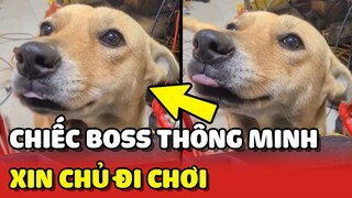 Nể phục trước sự THÔNG MINH của chú chó cỏ biết xin phép Sen để đi chơi😍 | Yêu Lu