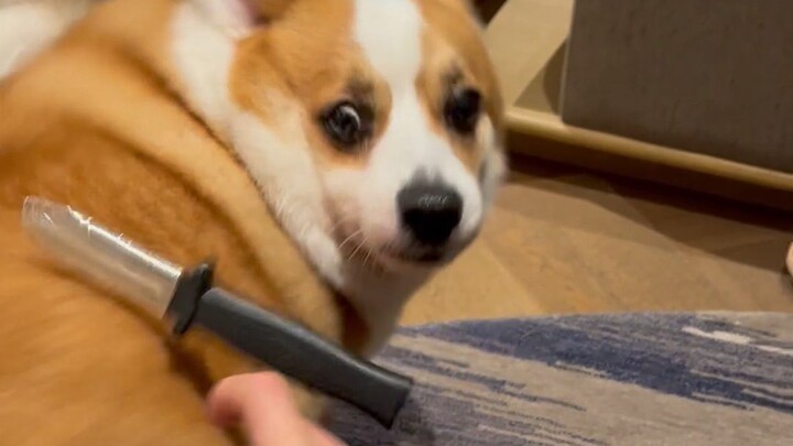 How will Corgi react when I stab my dog with a toy knife?