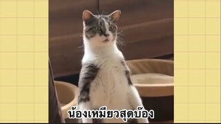 เพื่อนตัวน้อยแสนซน : น้องเหมียวสุดบ๊อง