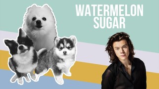 Watermelon Sugar but it's Doggos and Gabe