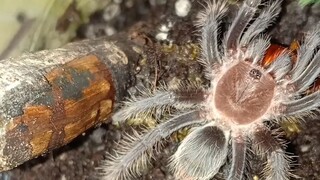 Cute Curly hair tarantula clip