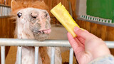 Tricking the Horse into Eating a Sour Pineapple!