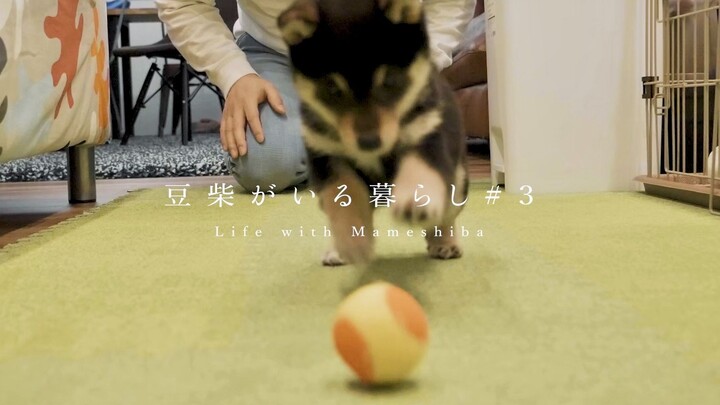 Pemilik menghisap lantai, anjing Shiba Inu takut sendiri terhisapkan