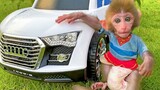Baby monkey Bon Bon drives a car with his puppy in the garden