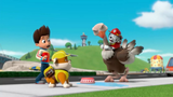 PAW Patrol - Pups Save an Ostrich - Rescue Episode