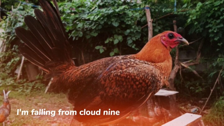 FAVORITE ROOSTER