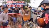 Bắt Gặp Chim Khướu Hoa Mi 1,5 Củ Hót Hay Chim Đẹp Có Người Mua Ngay Chợ Chim Cảnh Lạng Sơn