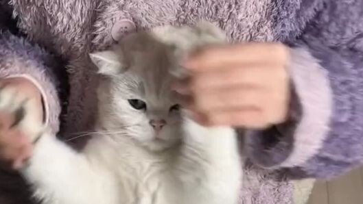 apapun kan kulakukan demi whiskas🐱