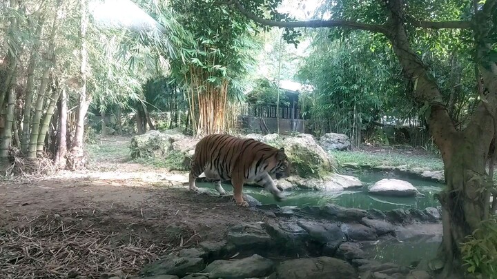 tiger @ safari