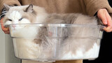 ลูกแมวหนัก 20 ปอนด์อาบน้ำและเปลี่ยนจากถังแมวเป็นอ่างแมว