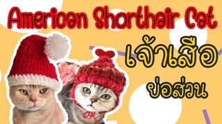 EP6 : American Shorthair Cat เจ้าเสือย่อส่วน