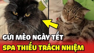 Sen về quê ăn Tết gửi mèo nhầm cho Spa THIẾU TRÁCH NHIỆM | Yêu Lu