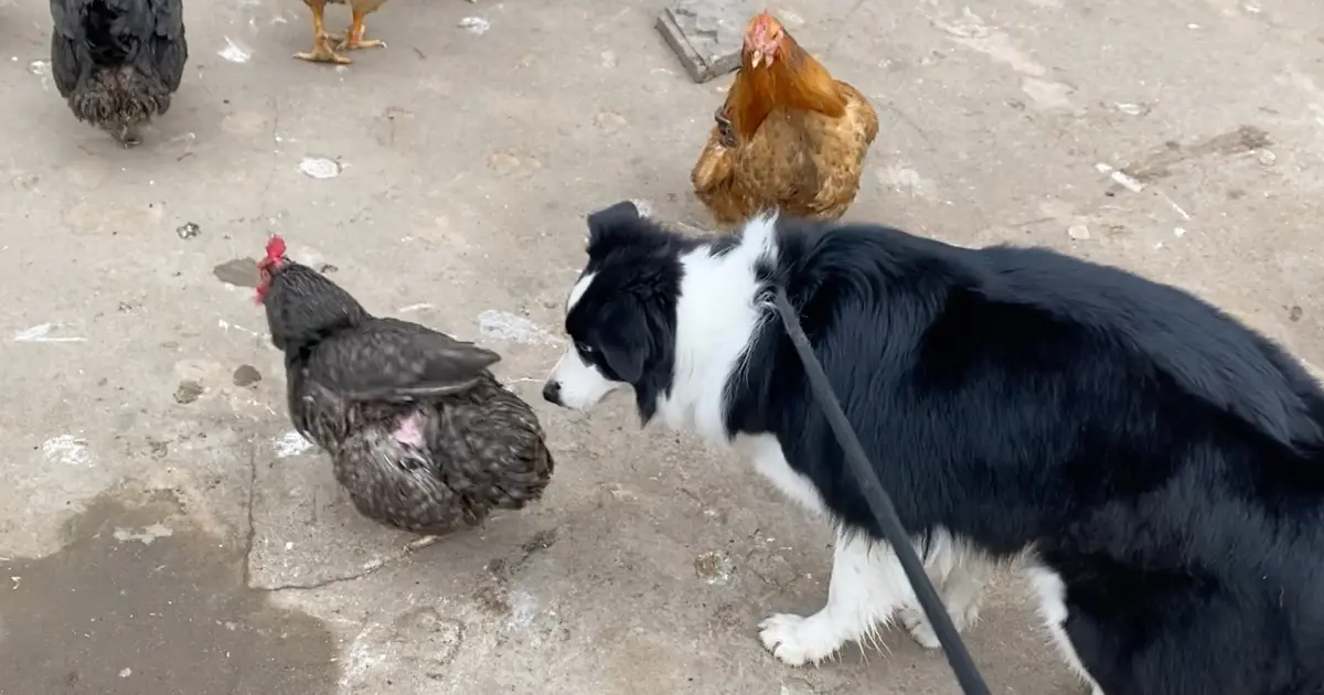 do border collies get along with chickens