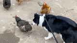 Động vật|Chó Border Collie: Gà đứng yên, tôi cũng đứng yên!