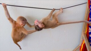 Oh My God Help!! Tiny adorable Toto & Yaya cling on the wire fighting with each other