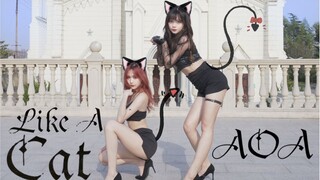 双倍快乐！主人~是你丢的小猫嘛?❤猫步轻悄 AOA