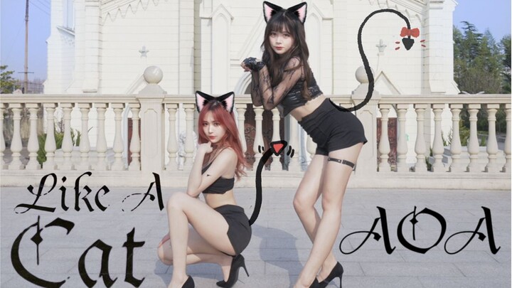 Double happiness! Master~Is this the kitten you lost?❤ Cat walk quietly AOA