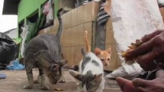 Kucing Yang DiBuang Pasti Akan Kembali ke tempat kalian