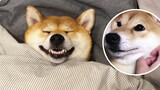 Shiba Inu Doesn't Sleep In Her Own Bed But In Her Masters'