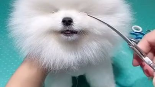 cute & funny dog _tik tok funny dog #shorts