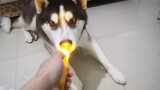 สุนัข|ประเมิณเครื่องเลเซอร์แสงเล่นกับสุนัข