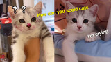 [Satwa] [Cat Person] Kucing kecil dimarahi karena nakal, hukuman mandi