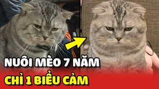 Chú mèo nuôi 7 năm nhưng chỉ có đúng 1 BIỂU CẢM trên gương mặt 😂 | Yêu Lu