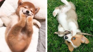 The Cutest and Funniest Puppies 🐶 Look Forward To Seeing Them All 😍 | Cute Puppies