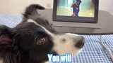 Border Collie|Watching a Film