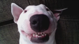 สุดยอดวิดีโอสุนัข Bull Terrier ที่ตลกและน่ารัก - เถาวัลย์สุนัขตลกที่ดีที่สุด 2016