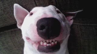สุดยอดวิดีโอสุนัข Bull Terrier ที่ตลกและน่ารัก - เถาวัลย์สุนัขตลกที่ดีที่สุด 2016