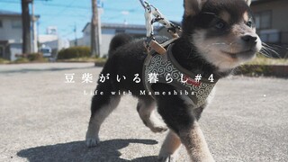 Little Shiba Inu's first walk