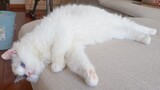 [Pets] Ragdoll In Heat! How Can I Solve It?