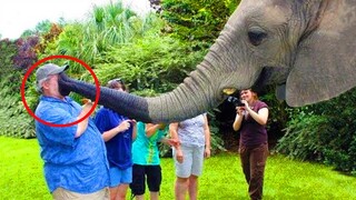 Funniest Animals - Funny Animals Trolling Human TRY NOT TO LAUGH