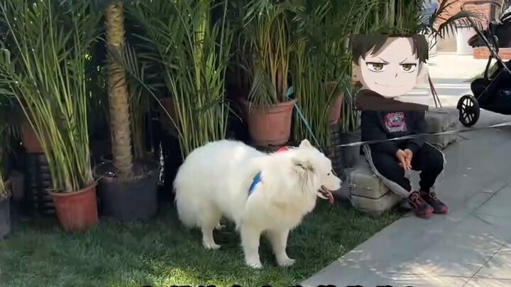 Giúp đỡ! Aniya, người đang cosplay, gần như bị con chó kéo đi. . .