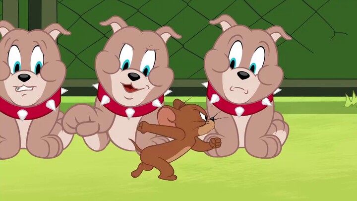 Jerry wants to help Tom find Tyke, but he meets a puppy with the same greeting method.