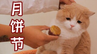 宠物月饼教程！今天的我是个美食up主！但是橘猫好像不太领情的亚子？