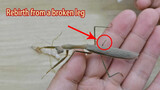 Amazing! A Mantis Broke Its Leg And Grows a New One!