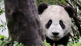 [Panda Wangjia] ไม่ใช่แพนด้าทุกตัวจะน่ารักเมื่อตกลงมาจากต้นไม้