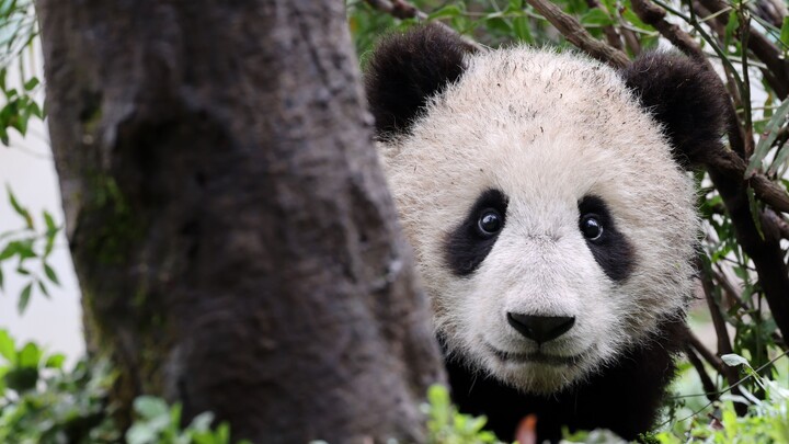 【Panda Wang Jia】Wang Jia Rescued after Falling from the Tree