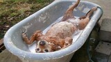 This dog is the definition of relaxation while bathing! Dogs vs Bath 😱