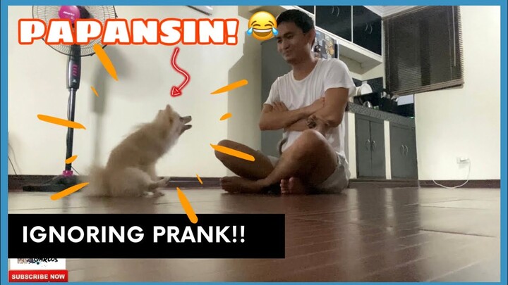 IGNORING PRANK TO MY DOGS | SUPER MARCOS VLOGS