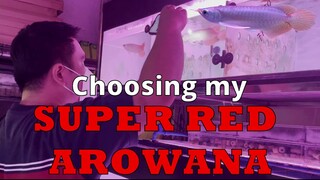 Choosing a Super Red Arowana